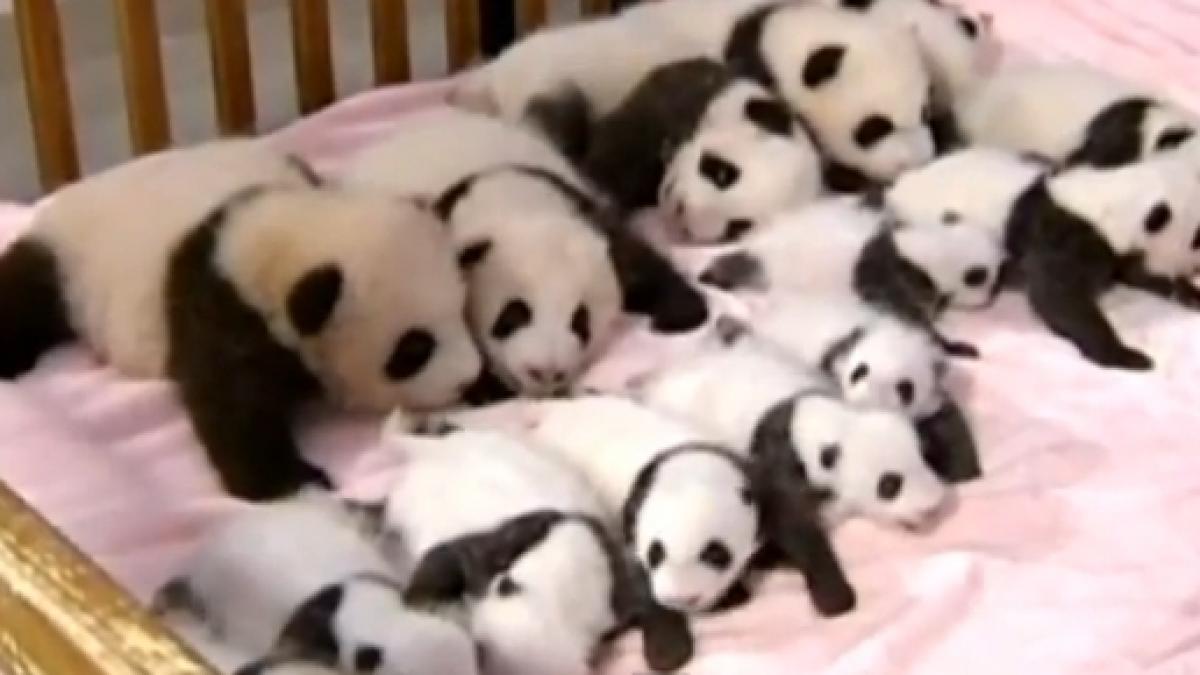 sunt mici dar deja celebri fa cunostinta cu 14 pui de panda adorabili