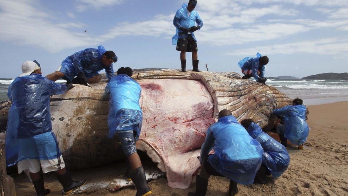 imagini dramatice pe plajele din brazilia niciodata nu au fost atat de multe