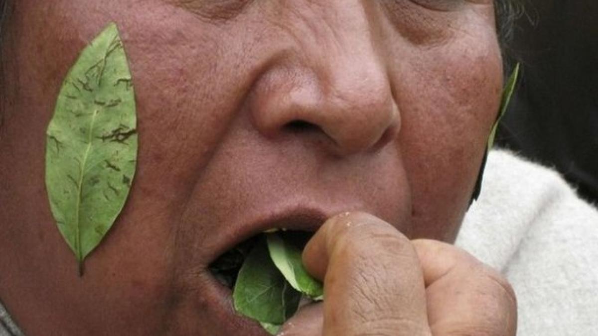 un lider sud american socheaza frunzele de coca sunt un adevarat medicament