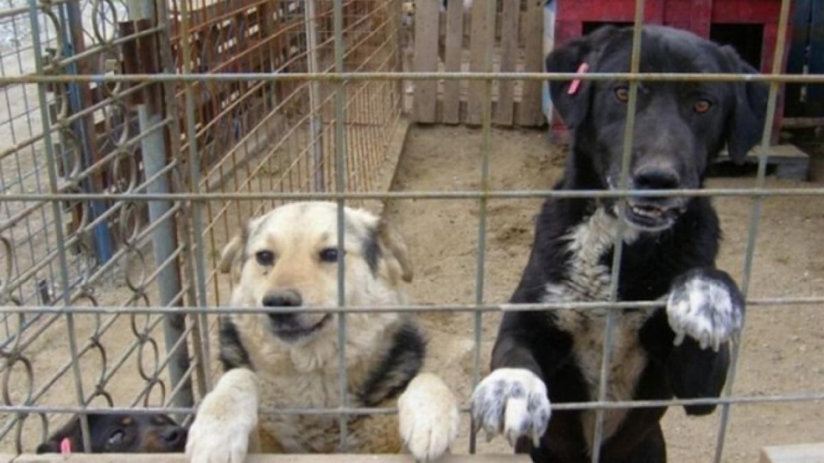 primaria capitalei a eliminat taxa de adoptie a maidanezilor pentru ong urile care iau peste 100 de