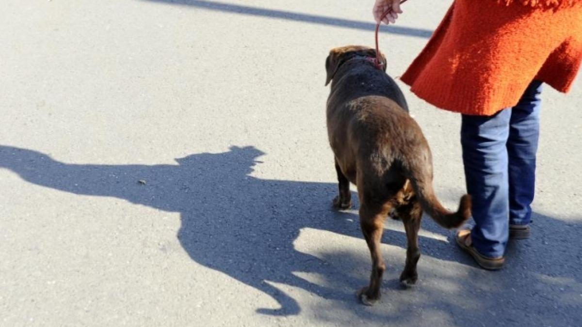 bucurestenii se inghesuie sa ia cainii maidanezi din adaposturi