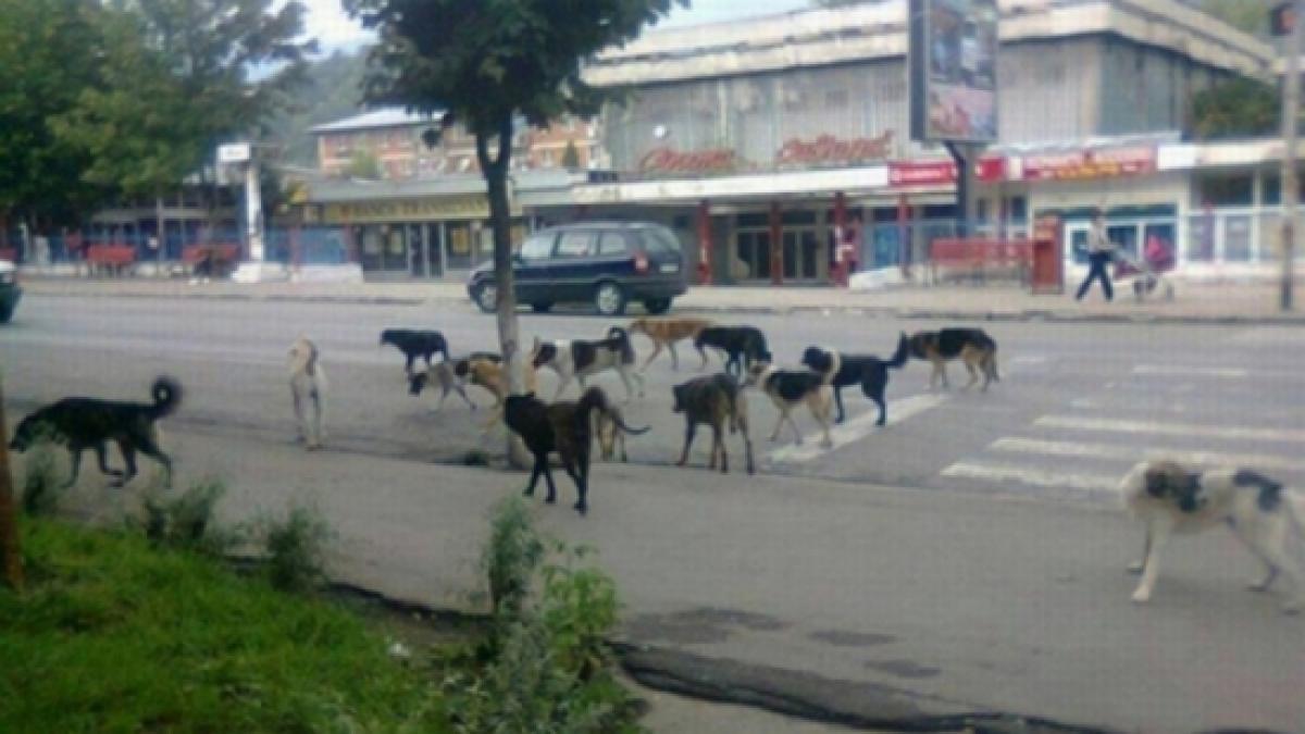 The Town Hall Plan: Oprescu wants to gather 80% of the stray dogs off the streets  in one year and a half