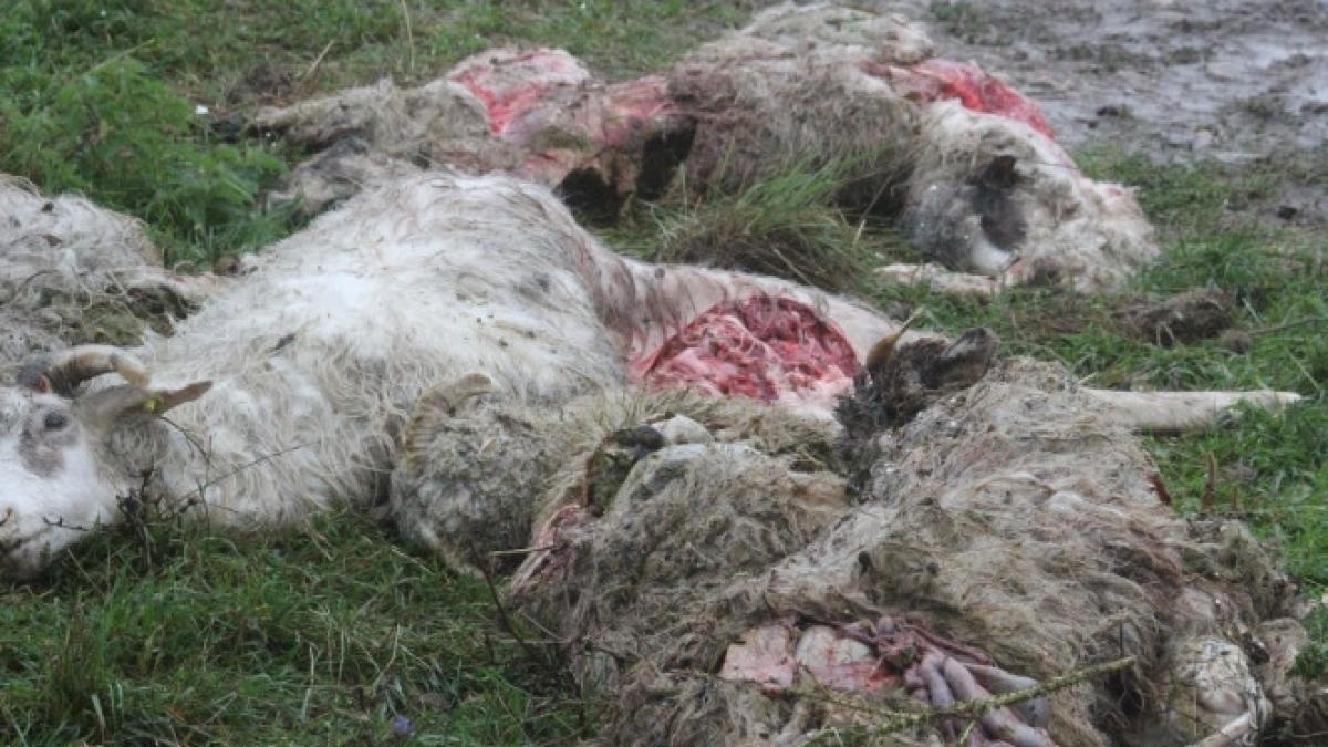 carnaj la timisoara zeci de oi au fost sfasiate de o haita de caini maidanezi