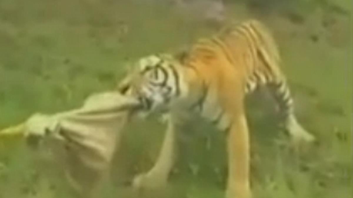 la o gradina zoologica din china turistii isi pot masura puterile cu tigri