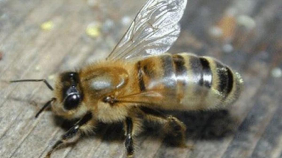 caldura face insectele mai agresive peste 40 de decese in china dupa atacurile viespilor ucigase