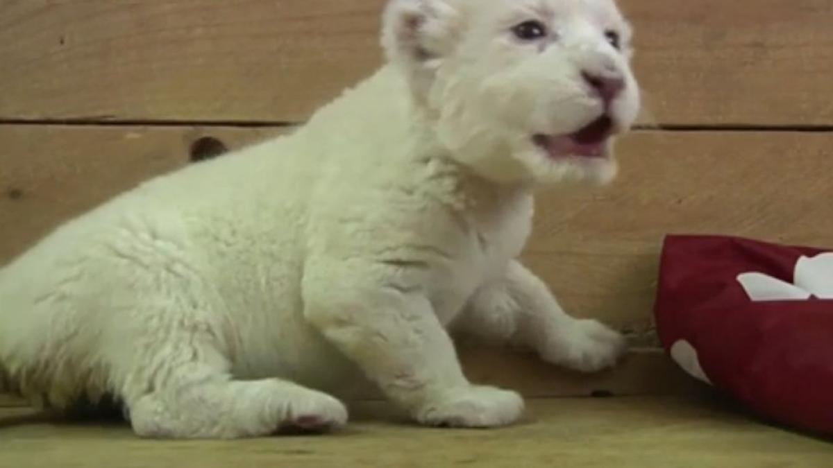 leu sau miel un puiut adorabil incearca sa isi urmeze instictele de felina dar suna mai mult ca o