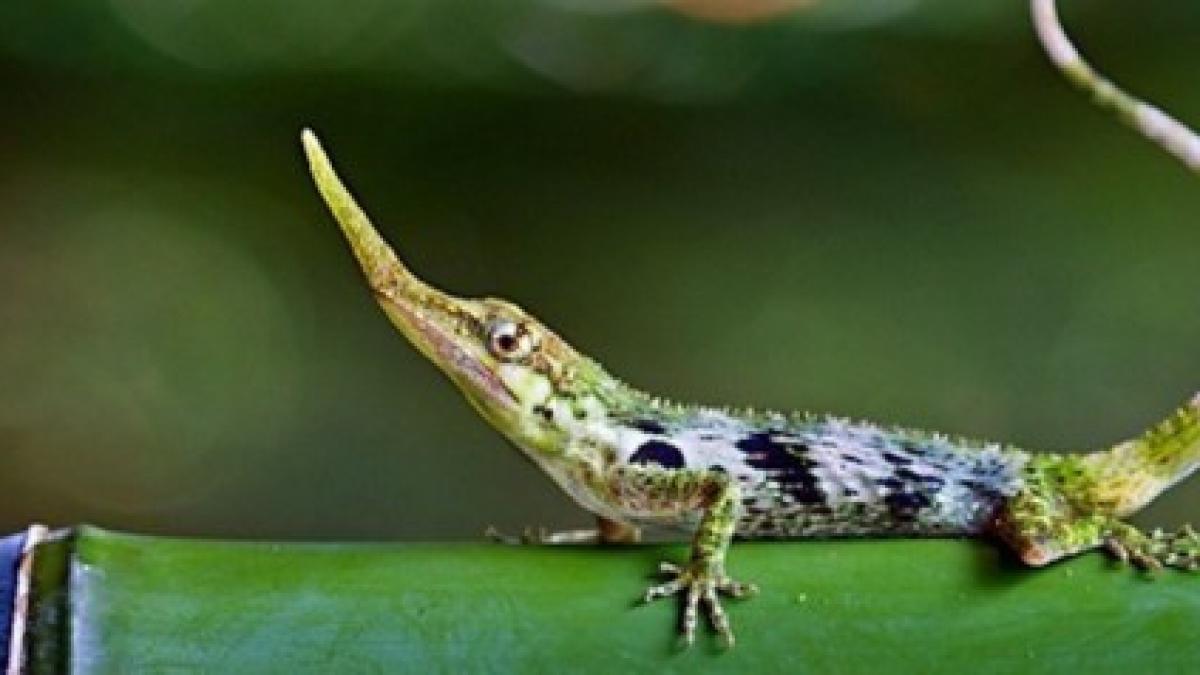 soparla pinocchio a fost redescoperita in ecuador dupa 50 de ani in care s a crezut ca a disparut