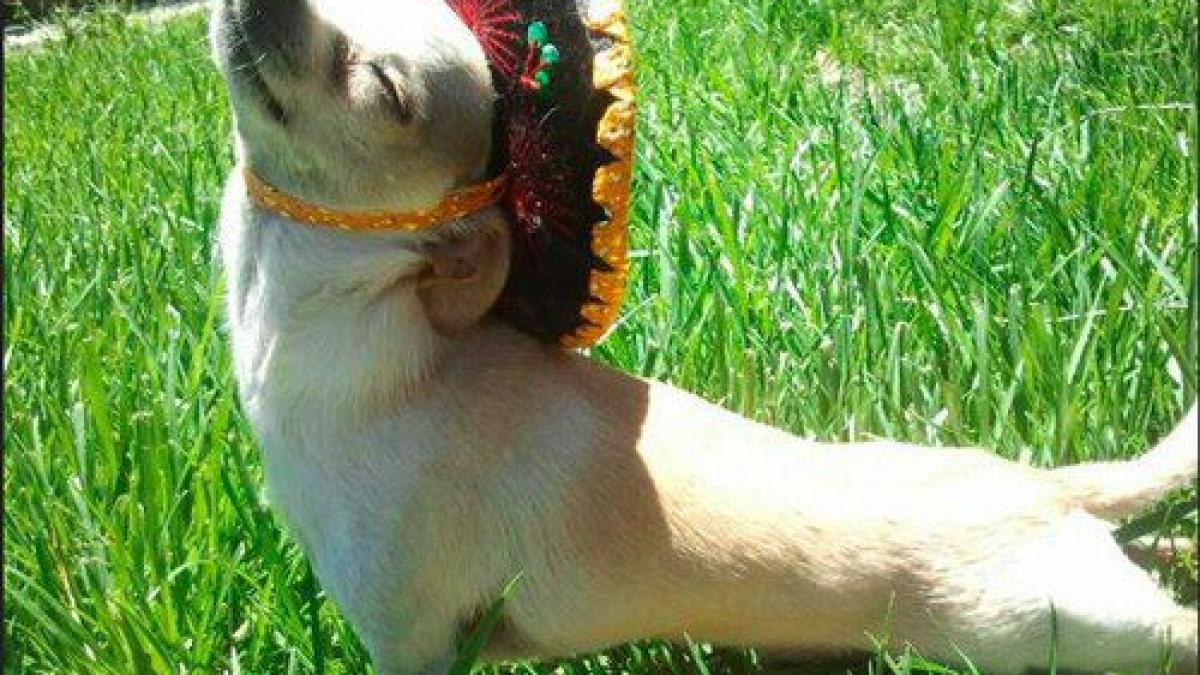 cel mai dulce catel uite cum face yoga cu stapanul lui