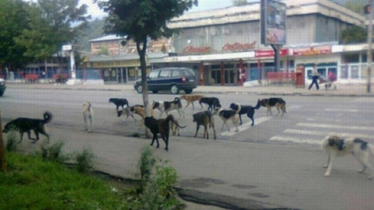 primarul oprescu am constatat ca lumea nu se inghesuie sa adopte cainii maidanezi