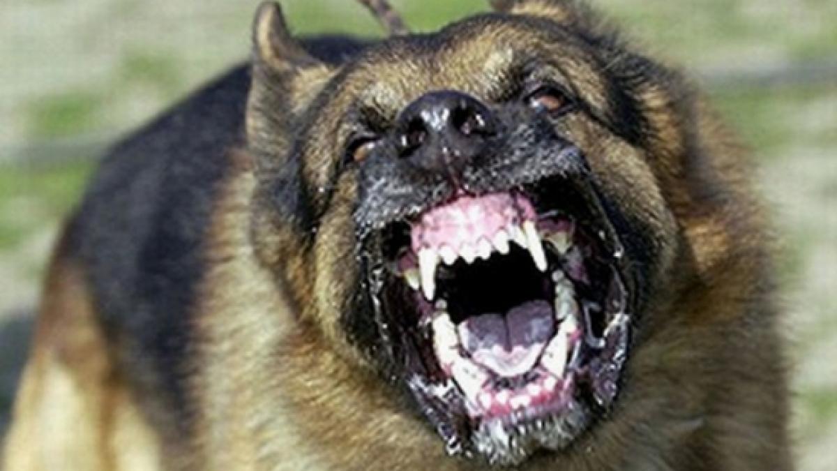 vasluian de 65 de ani in stare grava la spital dupa ce a fost muscat de o haita de caini