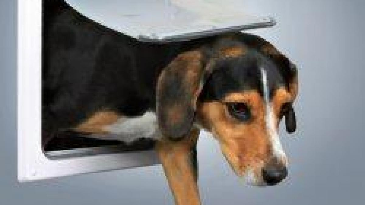 un catel prostovan care nu realizeaza ca nu exista geam la usa