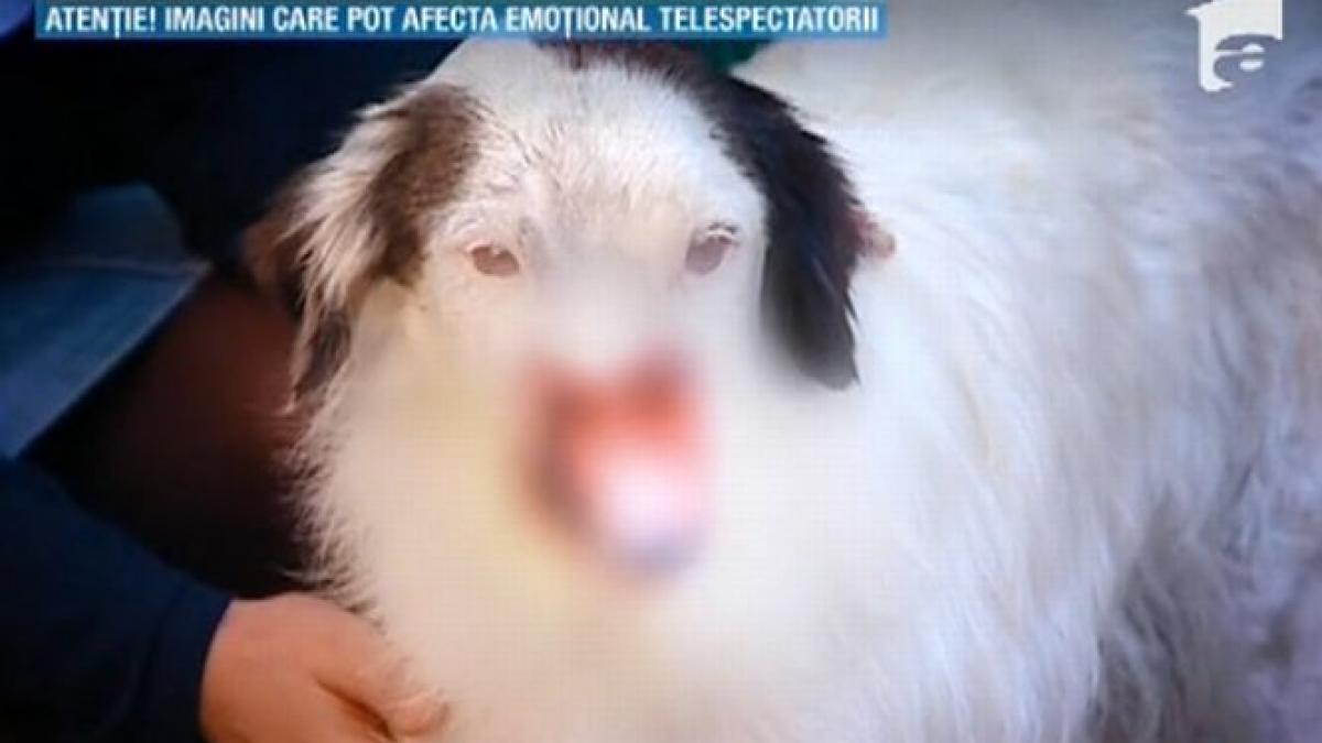 Imaginile care arată cât de departe poate merge cruzimea oamenilor. Povestea acestei căţeluşe a străbătut întreaga lume