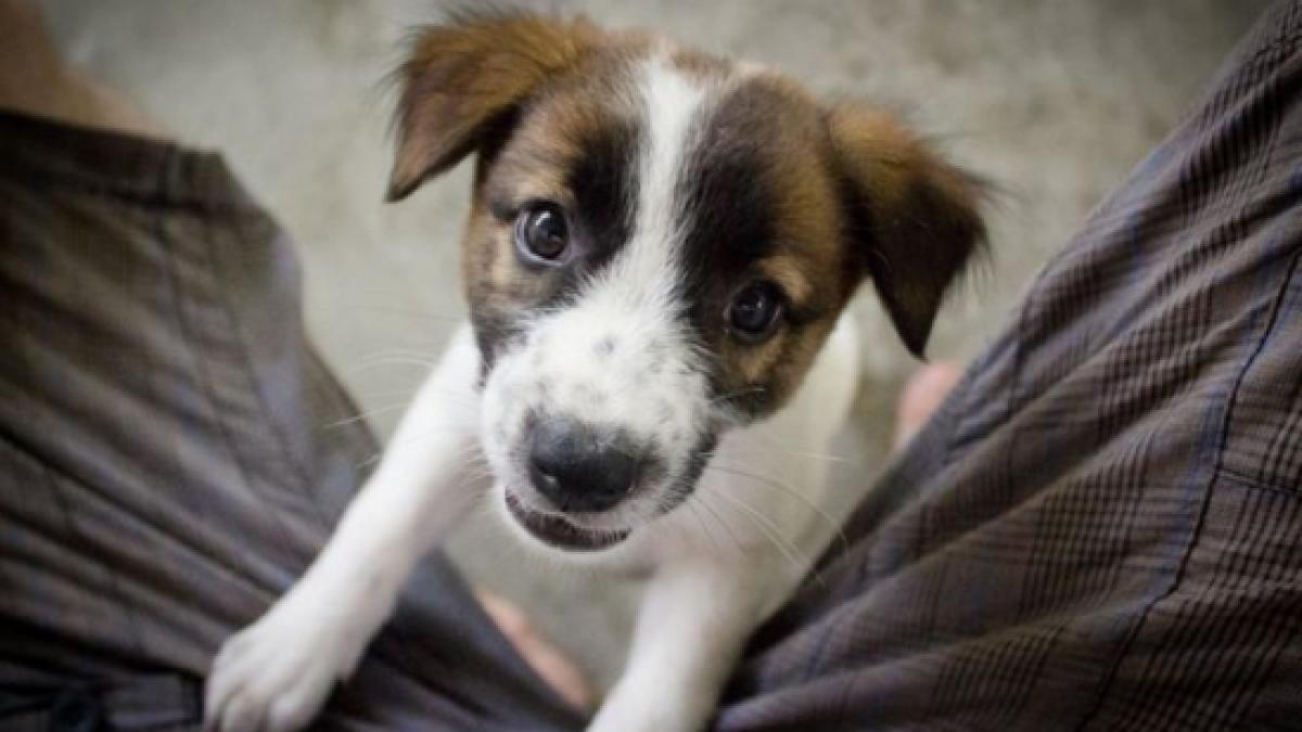 sorin oprescu aproape 1 100 de maidanezi au fost adoptati intr o luna