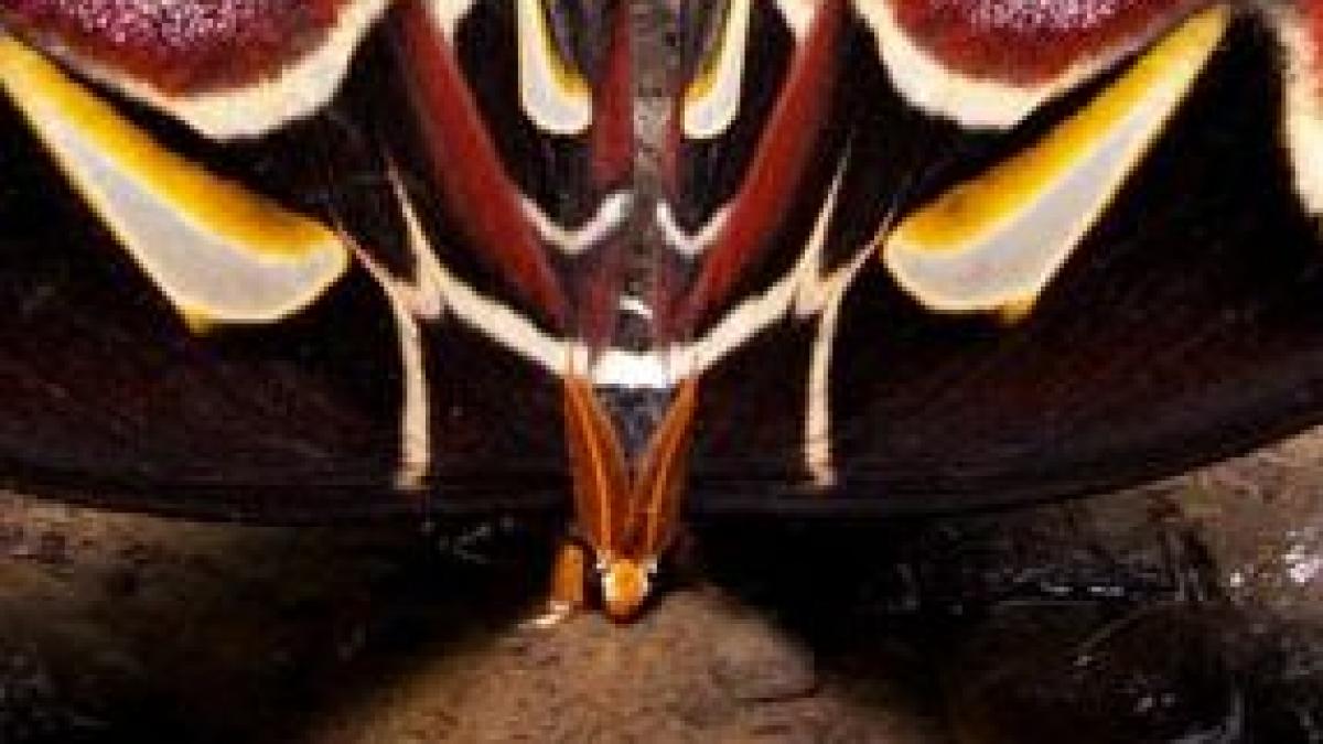 cand a trecut deasupra lor au crezut ca este o pasare creatura care ii uimeste pe chinezi