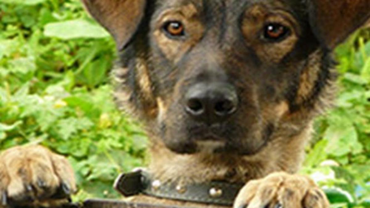 cum sunt incurajate adoptiile cainilor maidanezi in capitala