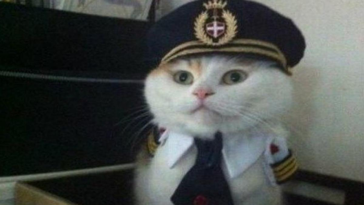 pisica terorista a oprit decolarea unui avion