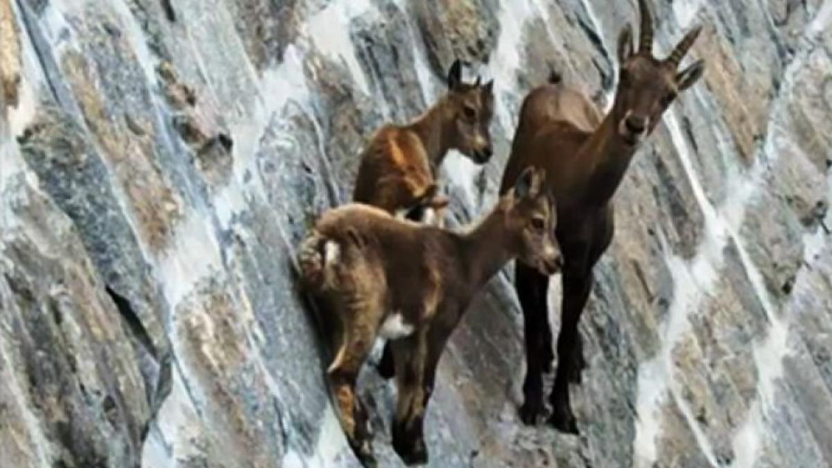 caprele care ar face orice alpinist gelos aceste imagini au facut senzatie pe internet