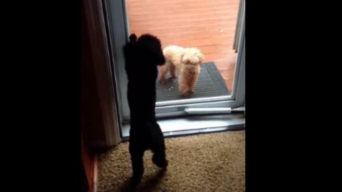 filmuletul care a cucerit internetul el este inky patrupedul care deschide usi