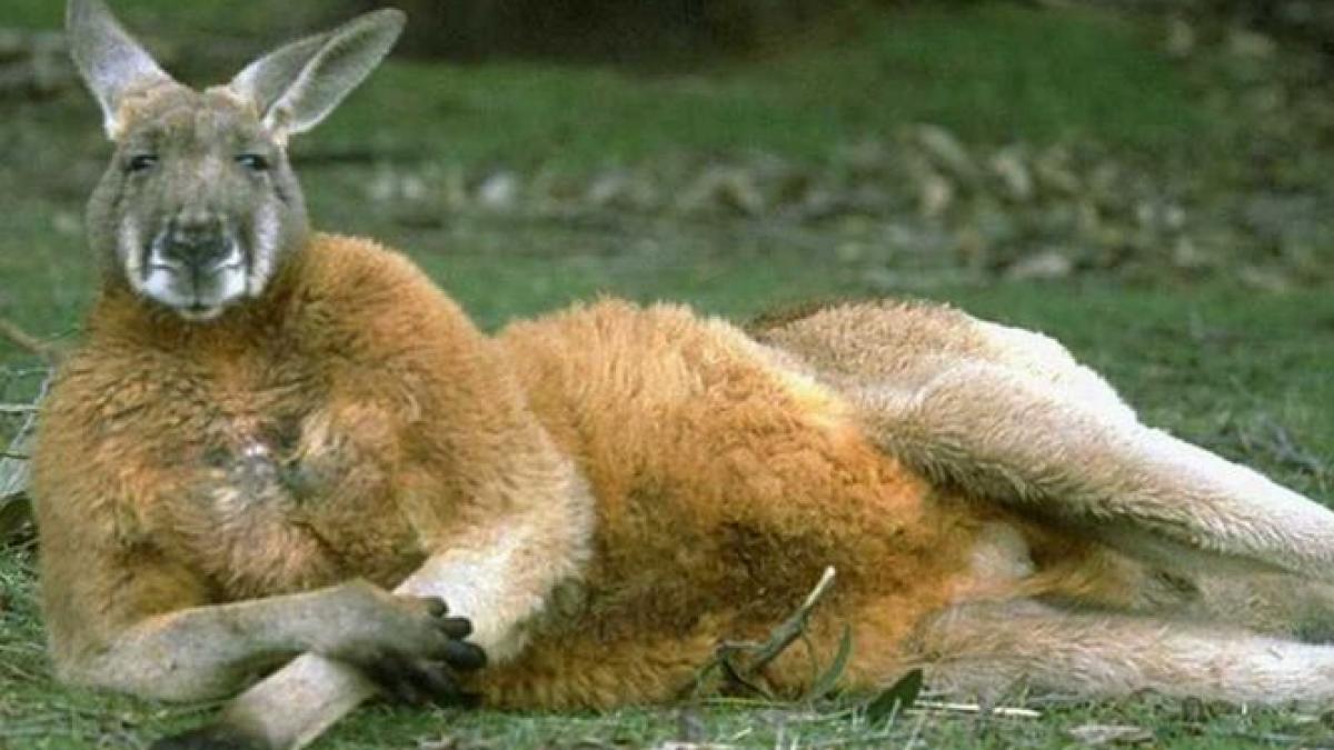 musafirul nepoftit din aeroportul din melbourne autoritatile au fost in alerta din cauza animalului