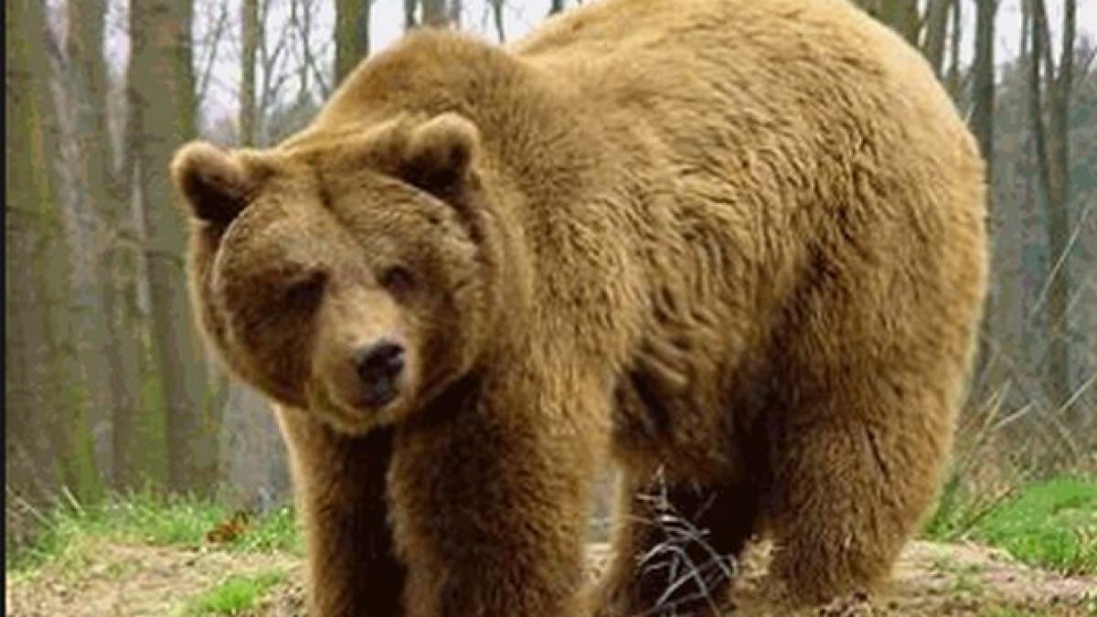 turist mort carat de urs nu se stie daca animalul a descoperit cadavrul sau daca l a ucis pe barbat