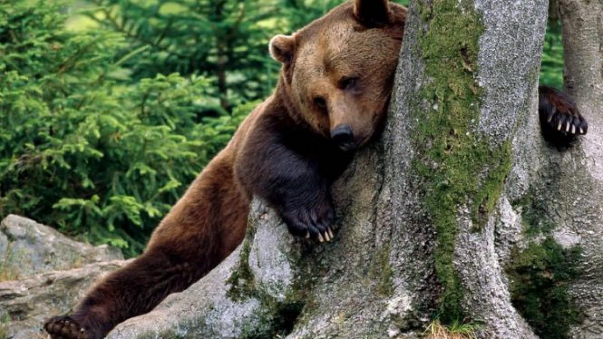 barbatul al carui cadavru a fost observat in timp ce era carat de un urs nu a fost omorat de animal