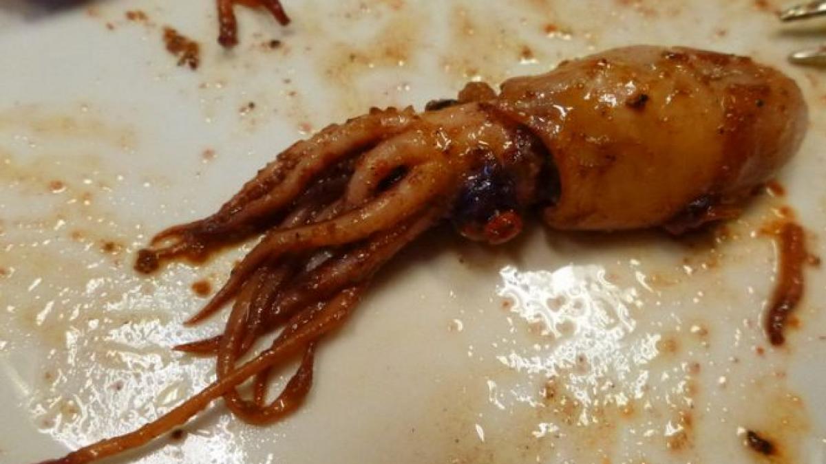 calamarii care nu au vazut niciodata marea sunt facuti din rectul porcilor