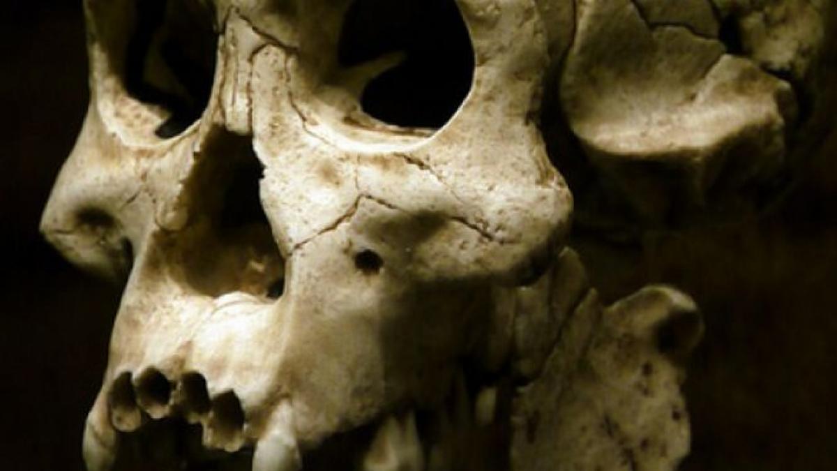 descoperirea care scindeaza lumea stiintifica noi dovezi arheologice potrivit carora stramosii