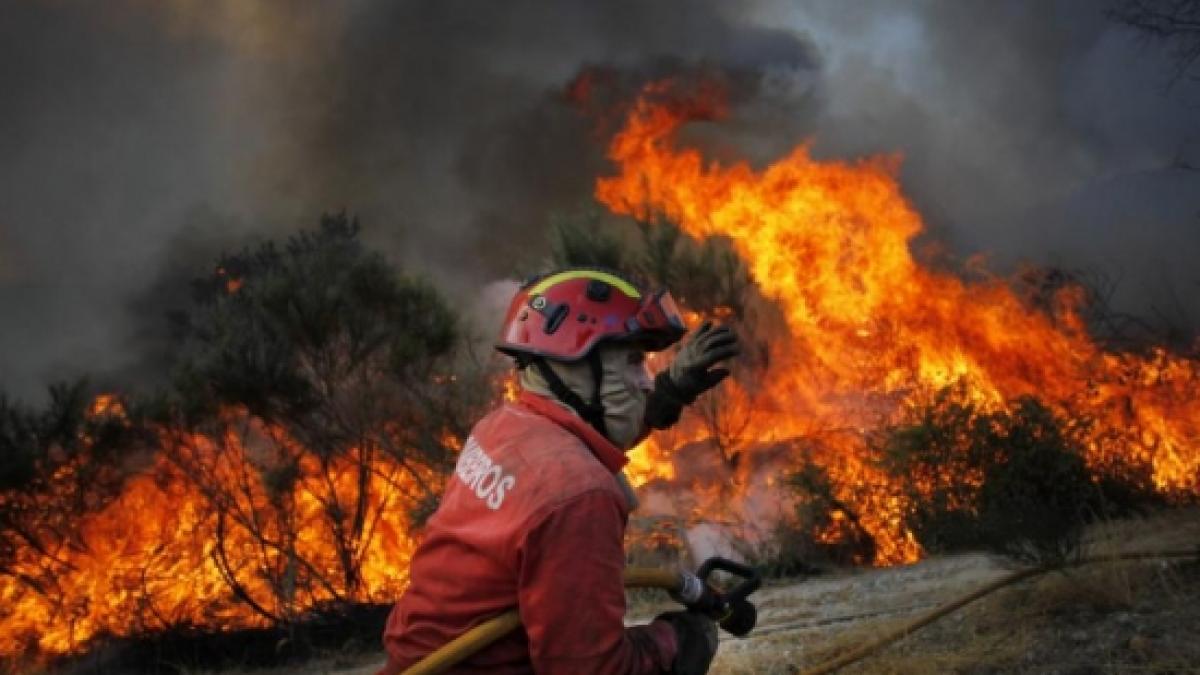 incendiile devasteaza sute de case in apropiere de sydney cel putin 50 000 de hectare au ars