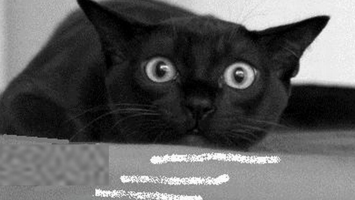 o pisica folosita pentru a introduce droguri intr o inchisoare