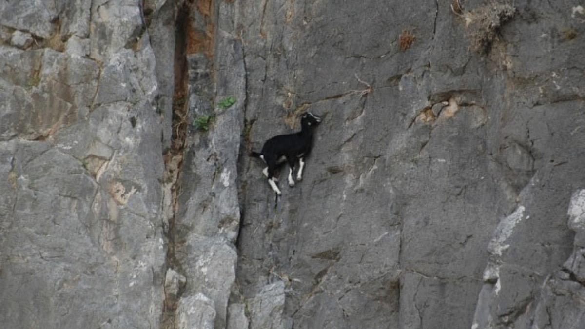lectie cum sa sfidezi legile fizicii profesor capra de munte