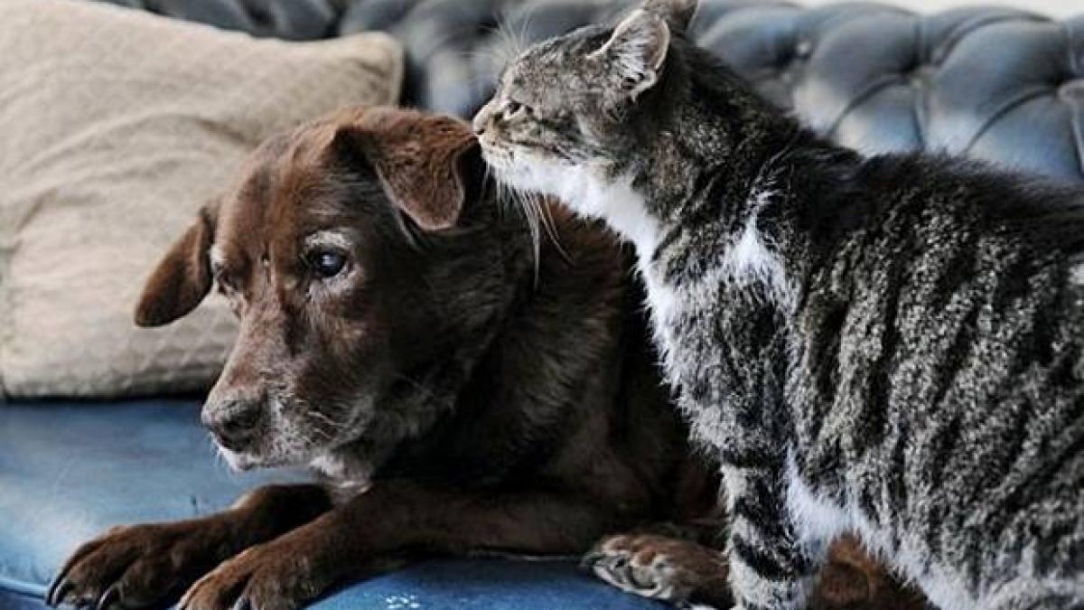 povestea care a rupt orice bariera catelul orb este plimbat peste tot de aceasta pisica