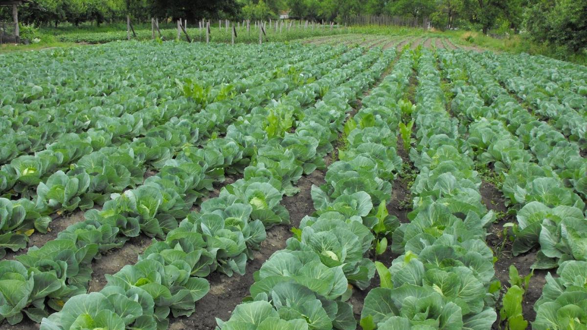 cand nu prind infractori politistii stau si vegheaza culturile de varza sa nu fie pradate de hoti