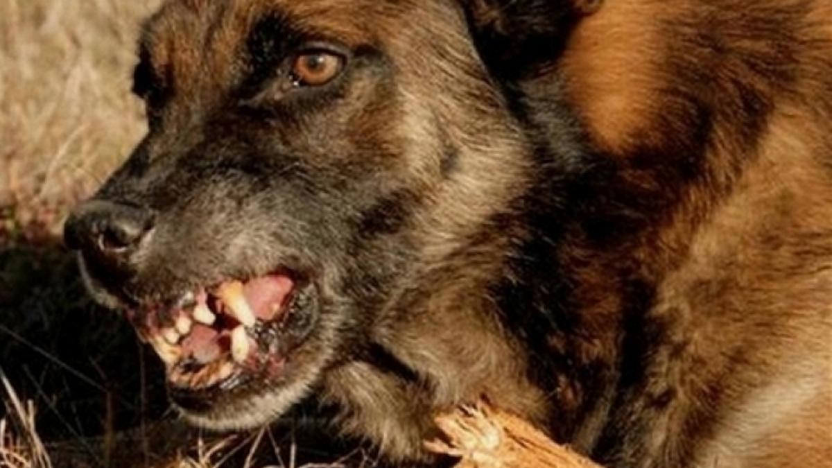 o femeie a fost atacata de o haita de 20 de caini maidanezi in plina zi victima a ajuns la spital