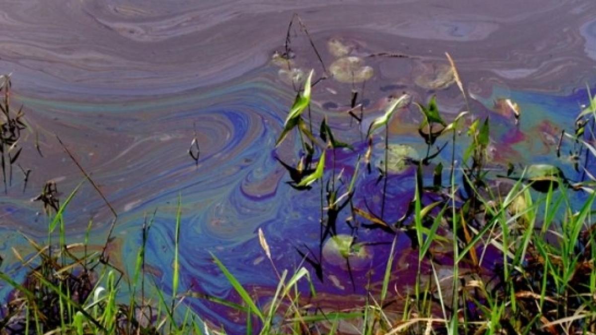 trei tone de pacurina s au scurs in canalizarea din campulung muscel si in raul targului