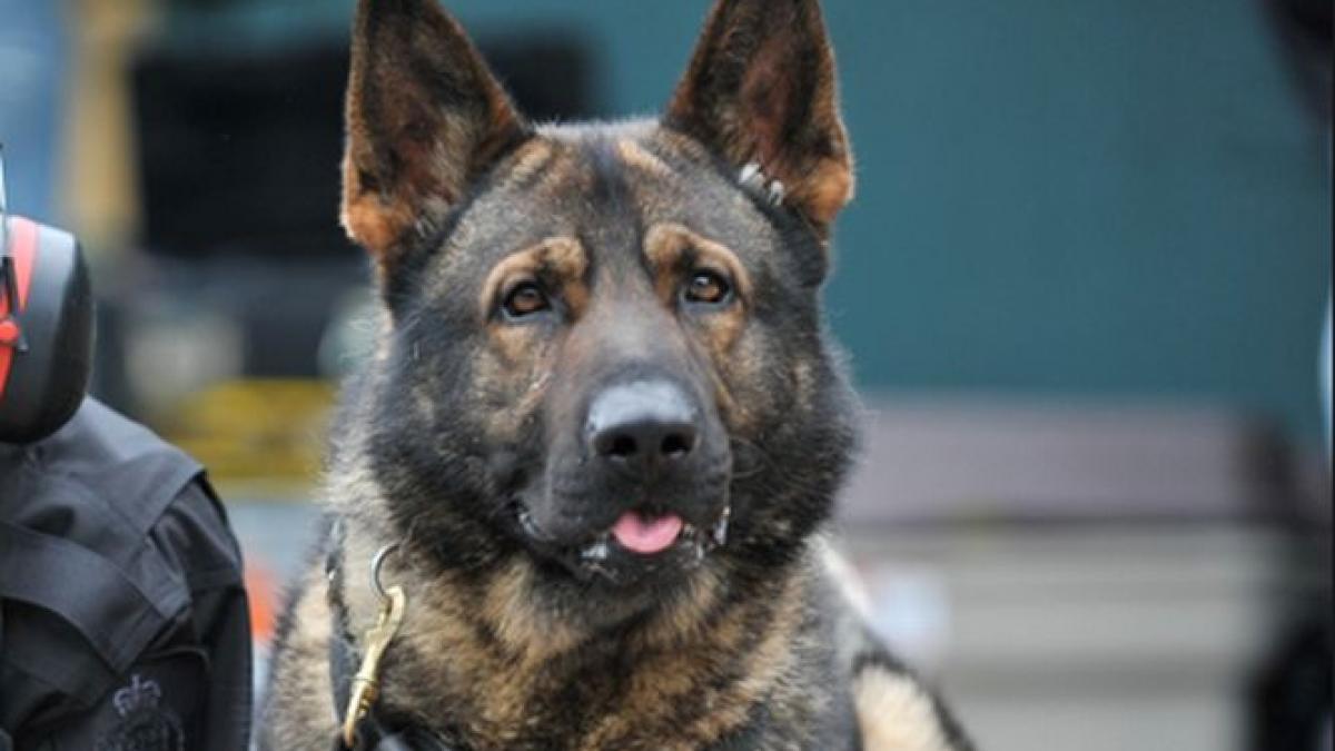 un caine politist arestat in cadrul unui control la o vama din republica moldova