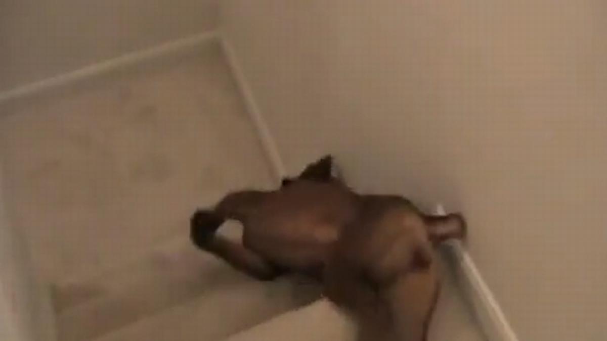 un catel cu obiceiuri extrem de ciudate uite cum coboara scarile