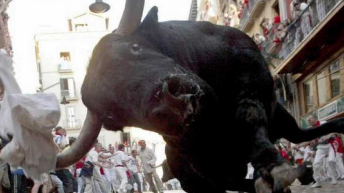 un taur a provocat panica pe strazile din braila animalul a ranit un politist