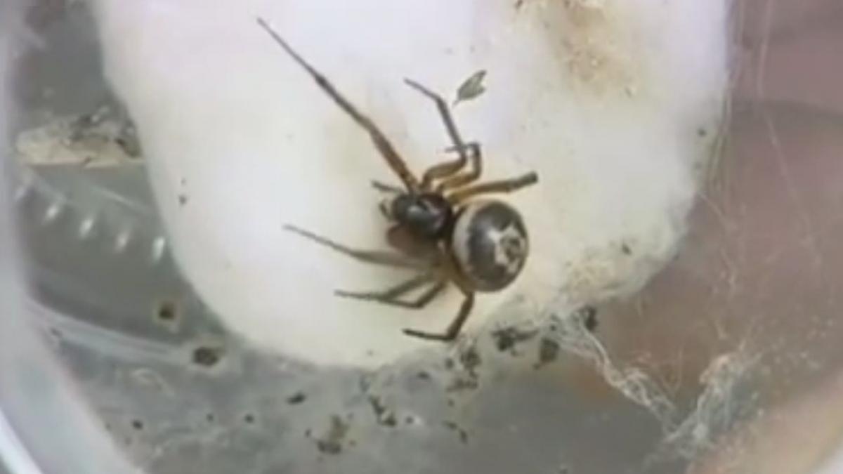 Şcoală închisă în Marea Britanie din cauza unei invazii de "văduve false"