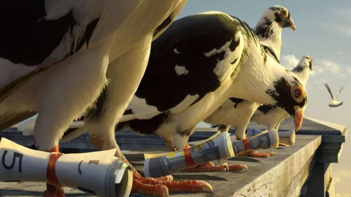 un american si a invatat porumbeii sa faca contrabanda cu trabucuri din cuba