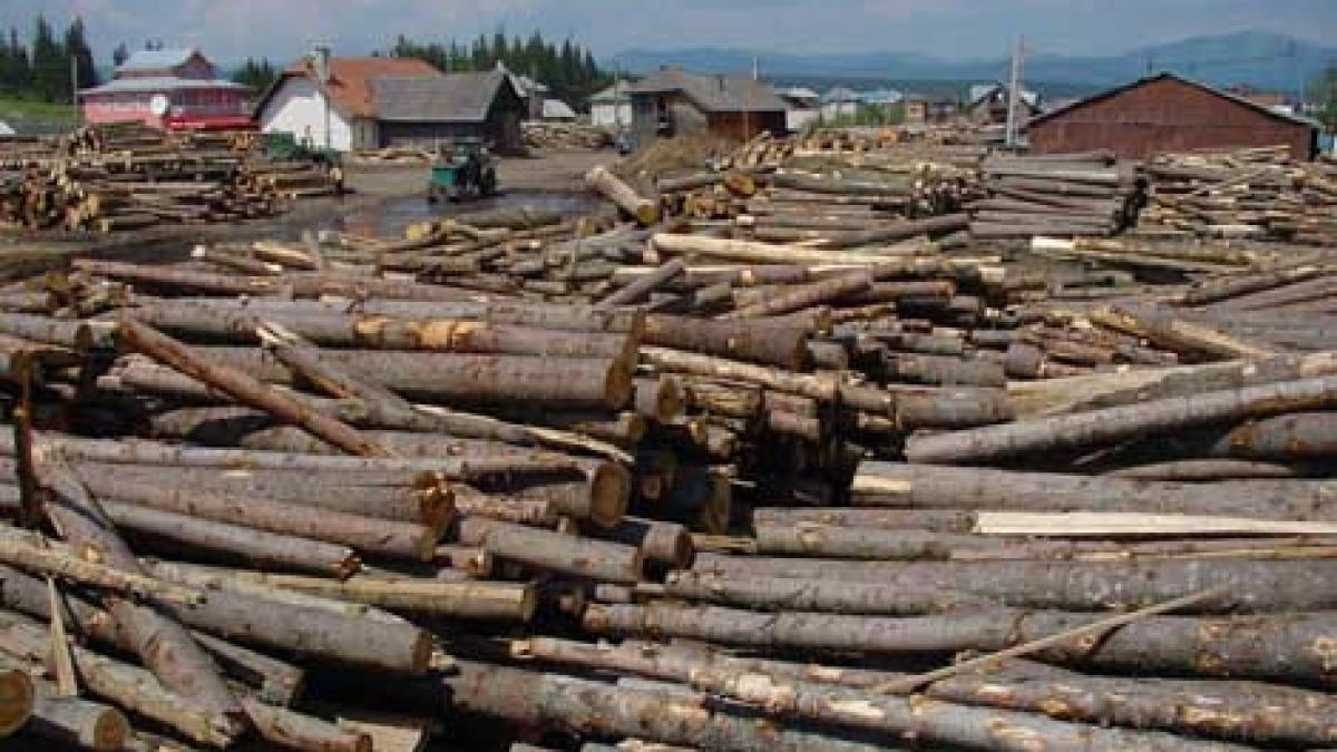 romsilva a sanctionat 870 angajati pentru jaful din paduri si s au intocmit 105 dosare penale