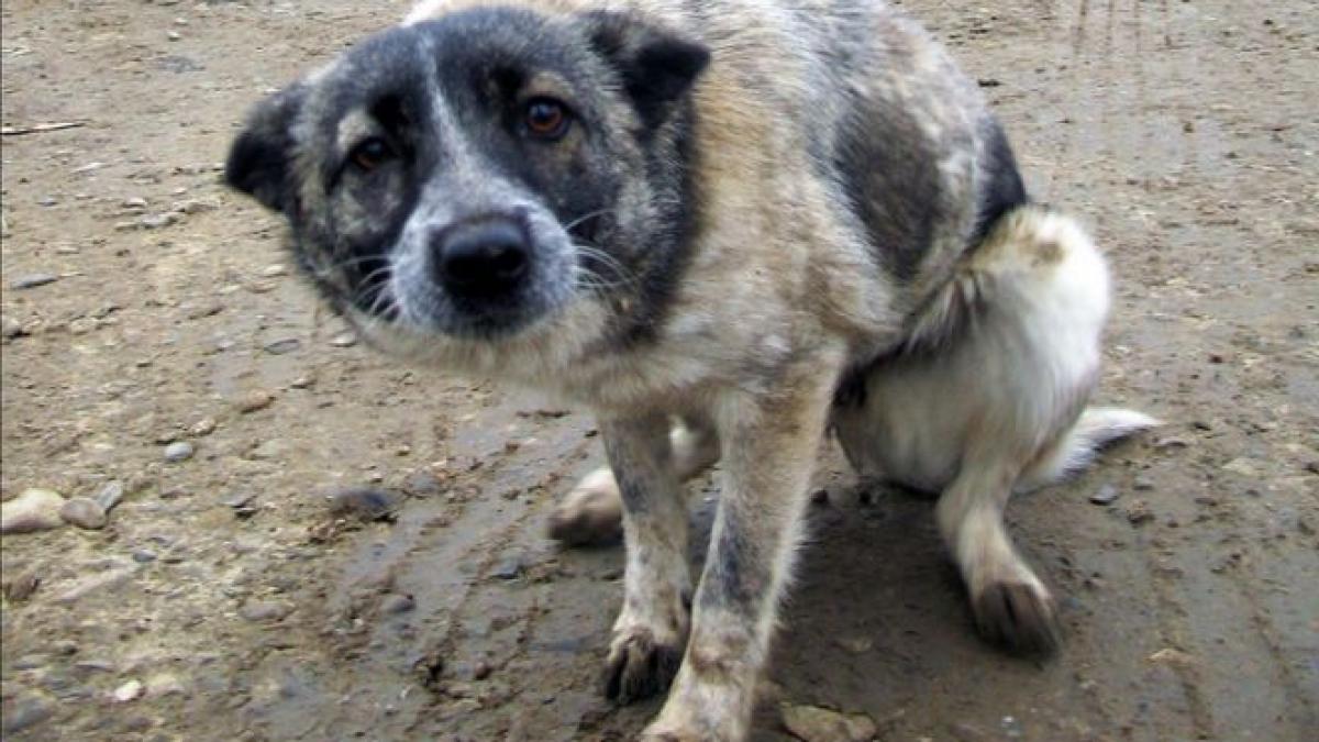 zeci de maidanezi din romania au ajuns intr un adapost din germania