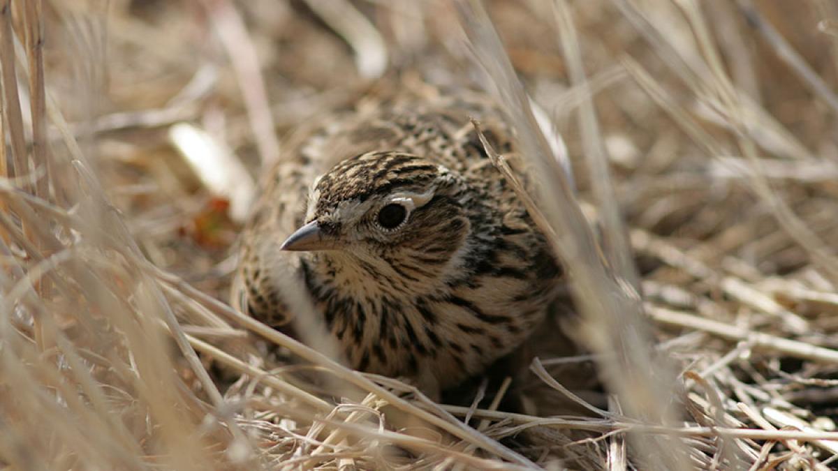 raiul braconierilor un italian a fost prins in ialomita cu 5 400 de ciocarlii ucise