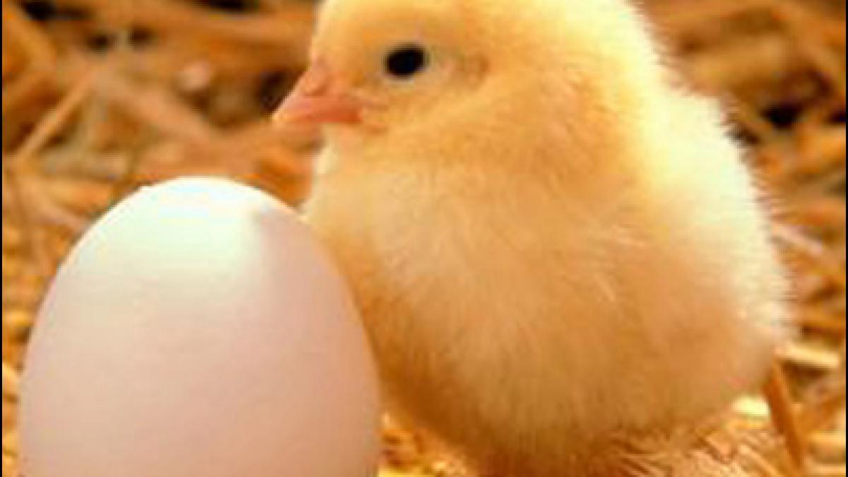 crescatorii de pasari sustin ca vanzarile din sectorul avicol au scazut cu 20 dupa scandalul