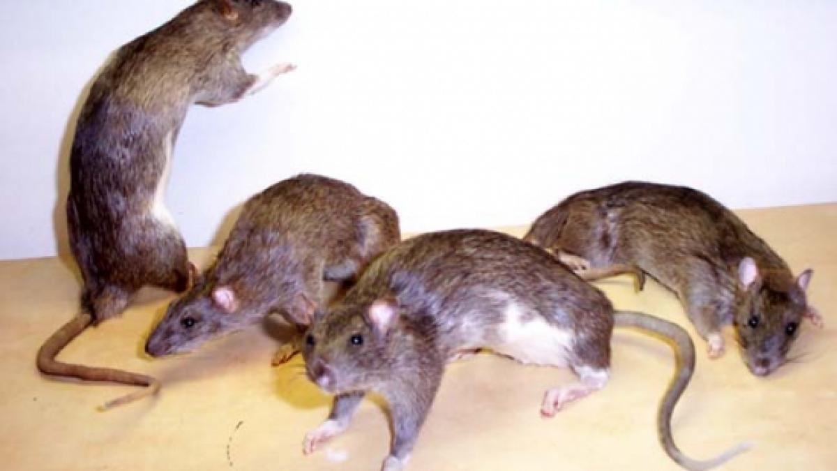 animalele de companie ar putea muri daca sunt muscate invazie de sobolani mutanti in marea britanie