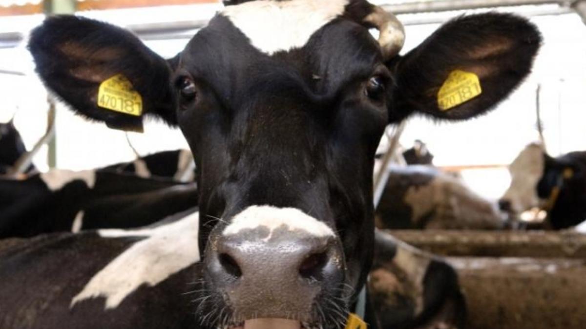 asociatiile crescatorilor de animale din comune primesc 5 000 euro pentru tanc de racire a laptelui