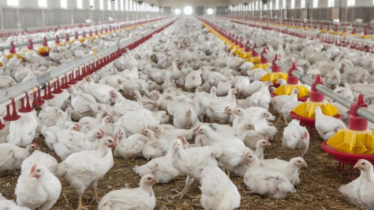 efectele scandalului privind mafia din industria carnii vanzarile la carnea de pui au scazut cu 20