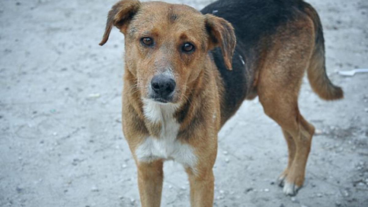 britanicii au infiintat un sistem de pensii pentru fostii caini politisti vezi cat valoreaza pensia