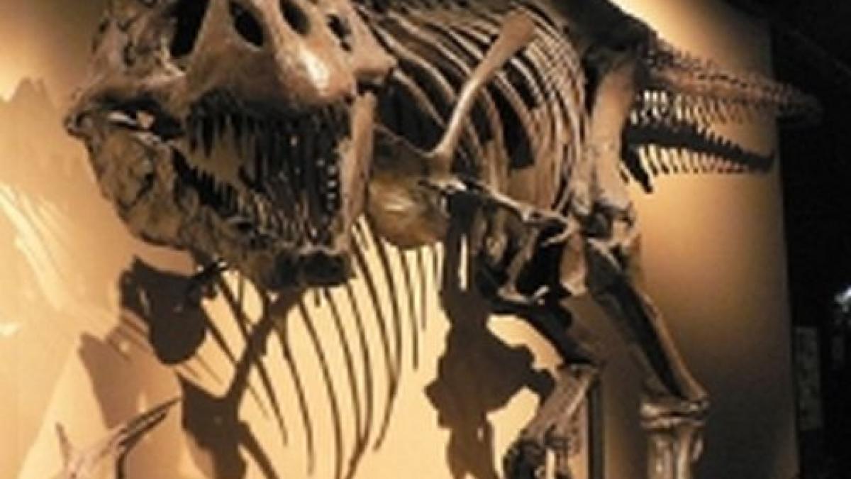 cel mai vechi stramos al lui tyrannosaurus rex a fost descoperit in statele unite