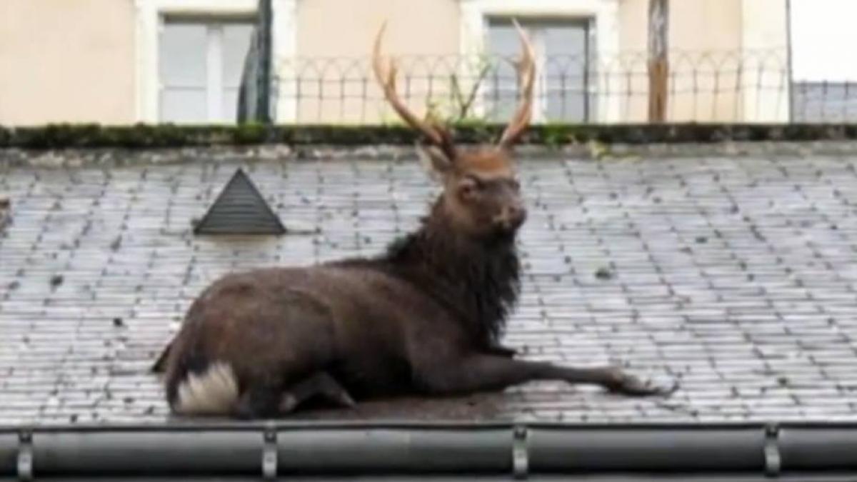 un cerb a ramas blocat pe acoperisul unui garaj