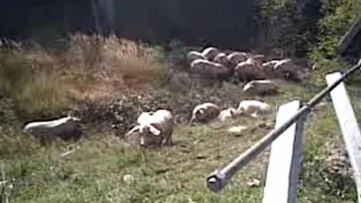 un tir cu 170 de porci s a rasturnat la intrarea pe a1 dinspre pitesti